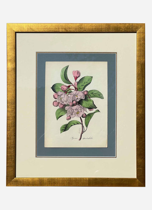 Vintage Original 19th Century Framed Botanical Print-Flowering Crabapple